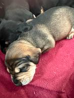 Prachtige dwergteckel pups, Dieren en Toebehoren, Honden | Teckels en Dashonden, België, CDV (hondenziekte), 8 tot 15 weken, Korthaar