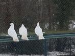 3 jonge witte sierduiven