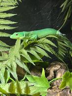 Gastropholis prasina 1.1 koppel, Dieren en Toebehoren, Reptielen en Amfibieën, Hagedis, Tam, 0 tot 2 jaar