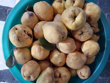 Kweeperen beschikbaar voor biedingen