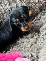 Mooie ruwharige dwerg teckel puppy.    Particulier ., Dieren en Toebehoren, Honden | Teckels en Dashonden, België, Particulier