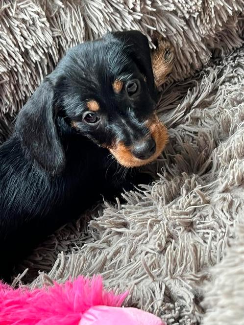 Mooie ruwharige dwerg teckel puppy.    Particulier ., Dieren en Toebehoren, Honden | Teckels en Dashonden, Teef, Ruwhaar, Dwerg