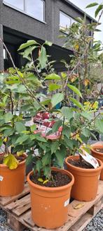 Fruitbomen laagstam kers - Malus appelboom-, Ophalen, Appelboom