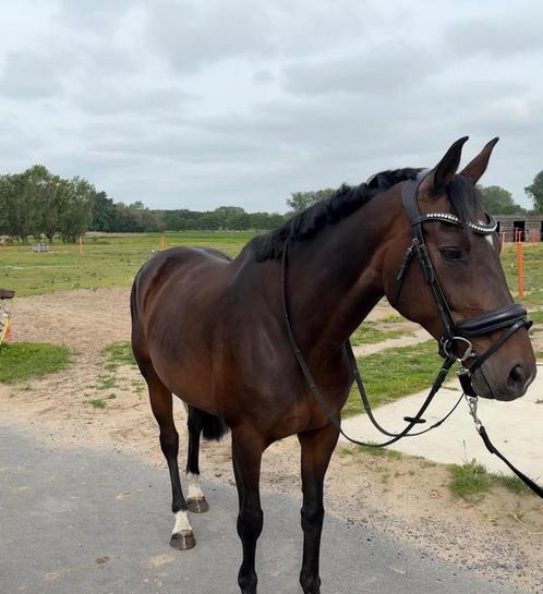 Merrie, Dieren en Toebehoren, Paarden, Merrie, B, 160 tot 165 cm, 11 jaar of ouder, Recreatiepaard, Met stamboom, Gechipt, Ontwormd