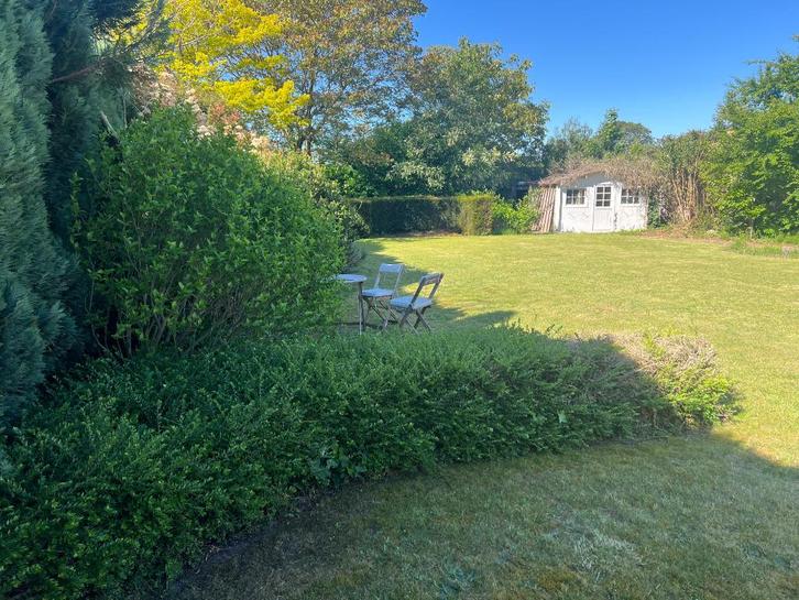 Lonicera/kamperfoelie, gratis op te halen, zelf uitgraven., Tuin en Terras, Planten | Struiken en Hagen, Haag, Overige soorten