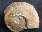 Calamar fossile - ammonite de France, Enlèvement ou Envoi, Fossile