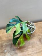 Rhapidophora Tetrasperma Albo Variegata, Enlèvement ou Envoi