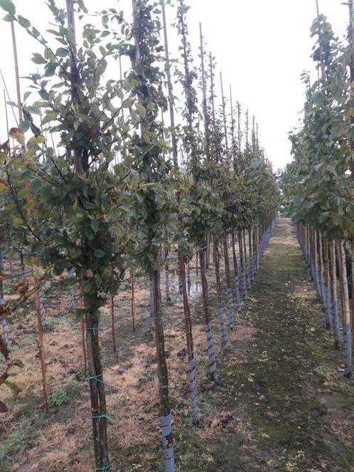 Haagbeuk / Carpinus betulus hoogstam, Tuin en Terras, Planten | Bomen, Lente, Ophalen