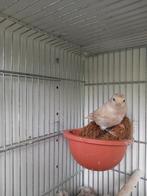 Barmsijs isabel man '23, Dieren en Toebehoren