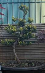 Bonsai  te koop (taxus), Tuin en Terras, Ophalen, Lente