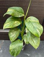 Monstera Lechleriana variegata, Enlèvement ou Envoi