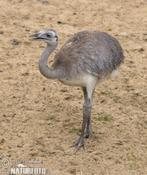 Nandous gris