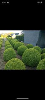 Buxusbollen B keuze, Jardin & Terrasse, Plantes | Arbustes & Haies, Enlèvement ou Envoi, Buis