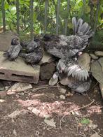 Blue Sebright Chicks, Dieren en Toebehoren, Pluimvee