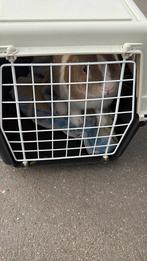 Konijn, Dieren en Toebehoren, Ophalen, Zo goed als nieuw