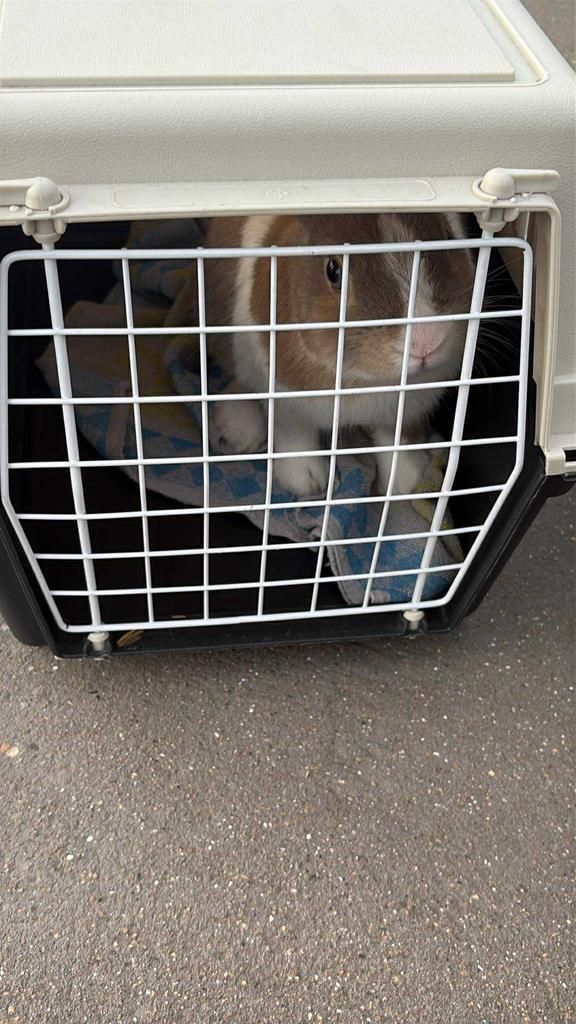 Konijn, Dieren en Toebehoren, Transportboxen, Zo goed als nieuw, Ophalen