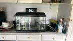 Aquarium voor goudvissen