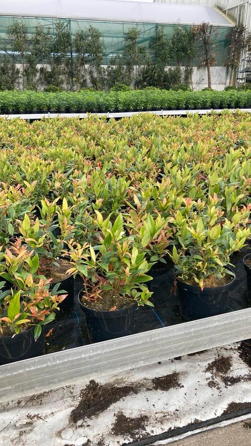 Leucotoe zeblid groenblijvende haag 🥀🦋🌷🌻, Tuin en Terras, Planten | Struiken en Hagen, Ophalen of Verzenden