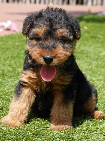 Beaux chiots Welsh Terrier (filles), Autres races, Plusieurs, Parvovirose, Belgique