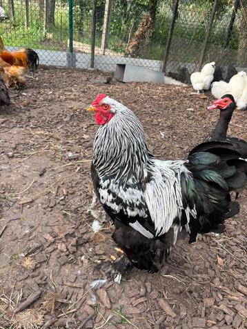 Brahma hanen te koop beschikbaar voor biedingen