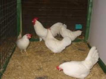 Witte leghorn legkippen,  kippen beschikbaar voor biedingen