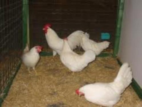 Witte leghorn legkippen,  kippen, Dieren en Toebehoren, Pluimvee, Kip, Vrouwelijk
