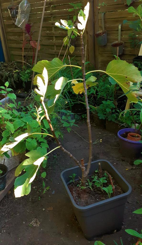 Figuier Bifére Marcotage, Jardin & Terrasse, Plantes | Arbres fruitiers, Figuier, Enlèvement