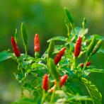 Peperzaden PIMENT OISEAU (20 stuks), Tuin en Terras, Bloembollen en Zaden, Verzenden, Voorjaar, Volle zon, Zaad