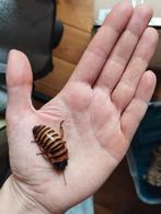 Elliptorhina javanica, Dieren en Toebehoren, Insecten en Spinnen