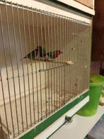 Roodkoppapegaaiamadines, Dieren en Toebehoren, Vogels | Overige Vogels