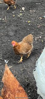 2 Cochin krielkippen, Dieren en Toebehoren, Pluimvee, Vrouwelijk, Kip