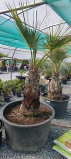 Brahea armata palmboom, Tuin en Terras, Ophalen, Palmboom