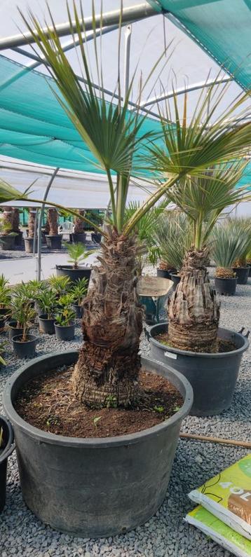 Brahea armata palmboom SUPER ACTIE  beschikbaar voor biedingen