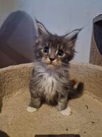 Maine coon kittens, Dieren en Toebehoren, Katten en Kittens | Raskatten | Langhaar, Meerdere dieren, Gechipt, 0 tot 2 jaar