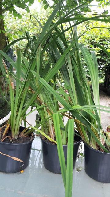 Vijverplanten gele lis zuurstofplanten bio gezond en sterk