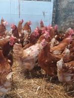 Super promo, 10+2 gratis!!! Legkippen 1 jaar oud, Dieren en Toebehoren, Pluimvee
