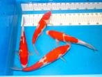Kohaku, Dieren en Toebehoren, Vissen | Vijvervissen, Karper of Koi