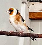 Sib distelvink/putter, Dieren en Toebehoren, Vogels | Overige Vogels