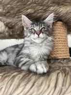 XXL Maine Coon kittens beschikbaar, Meerdere dieren, Gechipt, 0 tot 2 jaar