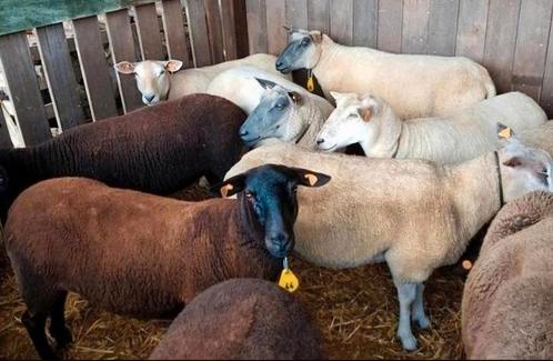 Schapen en geiten., Animaux & Accessoires, Moutons, Chèvres & Cochons