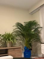 Areca palm Xxl, Huis en Inrichting, Kamerplanten, Ophalen, Palm