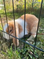 Raszuivere Nederlandse Hangoordwerg konijnen, Dieren en Toebehoren, Dwerg, Hangoor