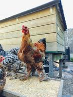 Brahma Haan, Dieren en Toebehoren