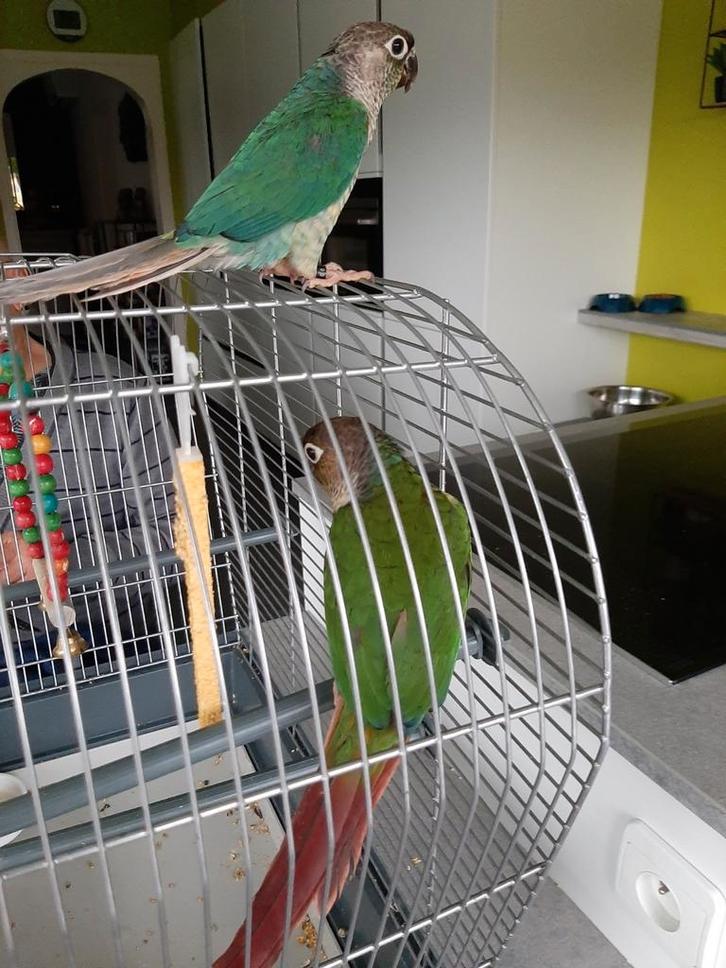 2 pyrrhuras, Dieren en Toebehoren, Vogels | Parkieten en Papegaaien