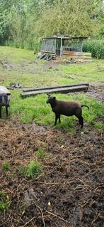 2 zwarte bokken voor 300 samen van maart, Animaux & Accessoires, Moutons, Chèvres & Cochons