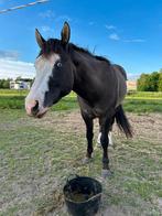 Quarter en paint, Dieren en Toebehoren, Minder dan 160 cm, Gechipt, Niet van toepassing, Westernpaard
