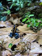 Phyllobates vittatus, Amphibien, 0 à 2 ans