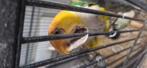 Hybride caique, Dieren en Toebehoren, Mannelijk, Papegaai, Tam