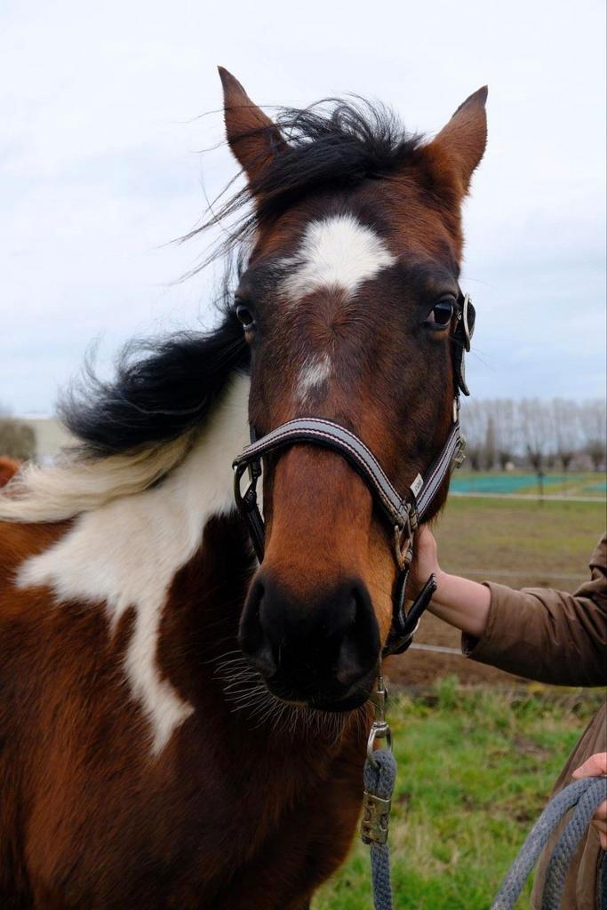 Merrie ( quarter) 2014 te koop, Dieren en Toebehoren, Paarden, Merrie, Zadelmak, Minder dan 160 cm, 11 jaar of ouder, Gechipt