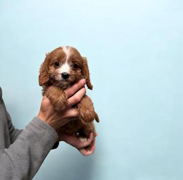 Chiots Cavapoo, chiot Doodle, Poodle cross